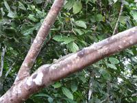 Sandakan_Tierentdeckung_IMG_0838