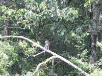 Sandakan_Tierentdeckung_IMG_0840