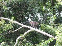 Sandakan_Tierentdeckung_IMG_0841