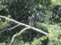 Sandakan_Tierentdeckung_IMG_0842