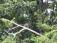 Sandakan_Tierentdeckung_P1050467