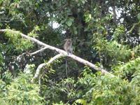 Sandakan_Tierentdeckung_P1050468