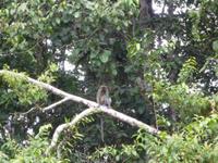 Sandakan_Tierentdeckung_P1050469