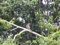 Sandakan_Tierentdeckung_P1050470