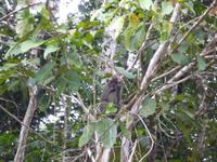 Sandakan_Tierentdeckung_P1050473