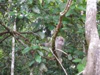 Sandakan_Tierentdeckung_P1050476