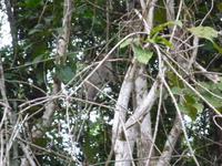 Sandakan_Tierentdeckung_P1050478