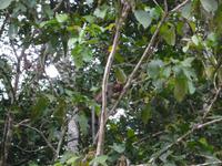 Sandakan_Tierentdeckung_P1050479