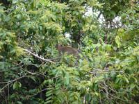 Sandakan_Tierentdeckung_P1050484