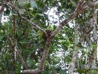 Sandakan_Tierentdeckung_P1050485