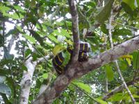 Sandakan_Tierentdeckung_P1050489