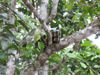 Sandakan_Tierentdeckung_IMG_0850