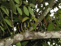 Sandakan_Tierentdeckung_IMG_0852