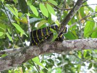 Sandakan_Tierentdeckung_IMG_0853