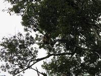 Sandakan_Tierentdeckung_IMG_0854