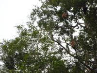 Sandakan_Tierentdeckung_P1050490