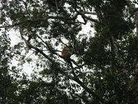 Sandakan_Tierentdeckung_IMG_0857