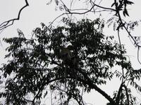 Sandakan_Tierentdeckung_IMG_0862