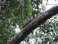 Sandakan_Tierentdeckung_IMG_0865