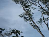 Sandakan_Motorbootfahrt_IMG_0876