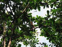 Sandakan_Motorbootfahrt_IMG_0885