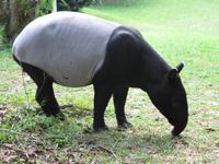 Tapir!