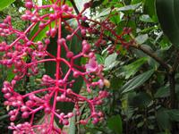 Botanischer Garten im Kinabalu-Nationalpark