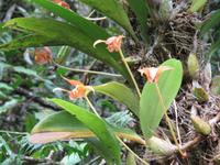 Botanischer Garten im Kinabalu-Nationalpark