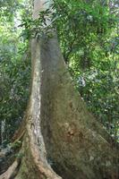 Dschungelwanderung im Taman Negara