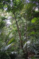 Dschungelwanderung im Taman Negara