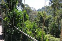 und weiter zum Canopy Walk! Hängebrücke