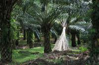 Palmölplantage