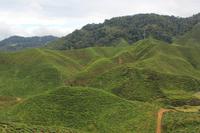 Teeplantage Cameron Highlands