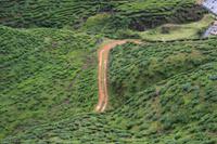 Teeplantage Cameron Highlands