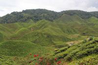 Teeplantage Cameron Highlands