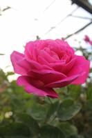 Besuch des Rosengartens