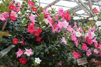 Besuch des Rosengartens