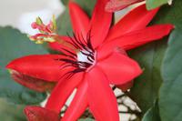 Besuch des Rosengartens