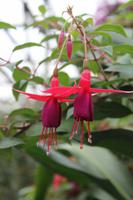 Besuch des Rosengartens