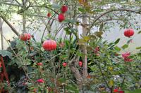 Besuch des Rosengartens