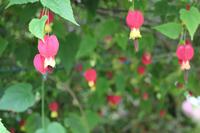 Besuch des Rosengartens