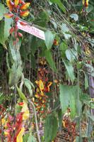 High Heels Shuhe-Blume