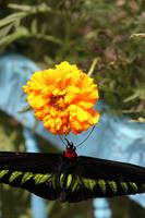 Nationalschmetterling 