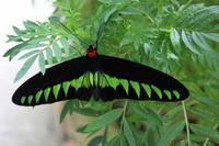 Nationalschmetterling 