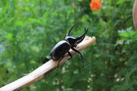 Besuch im Schmetterlings- & Insektengarten