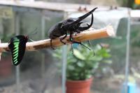 Besuch im Schmetterlings- & Insektengarten