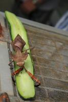 Besuch im Schmetterlings- & Insektengarten