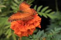 Besuch im Schmetterlings- & Insektengarten