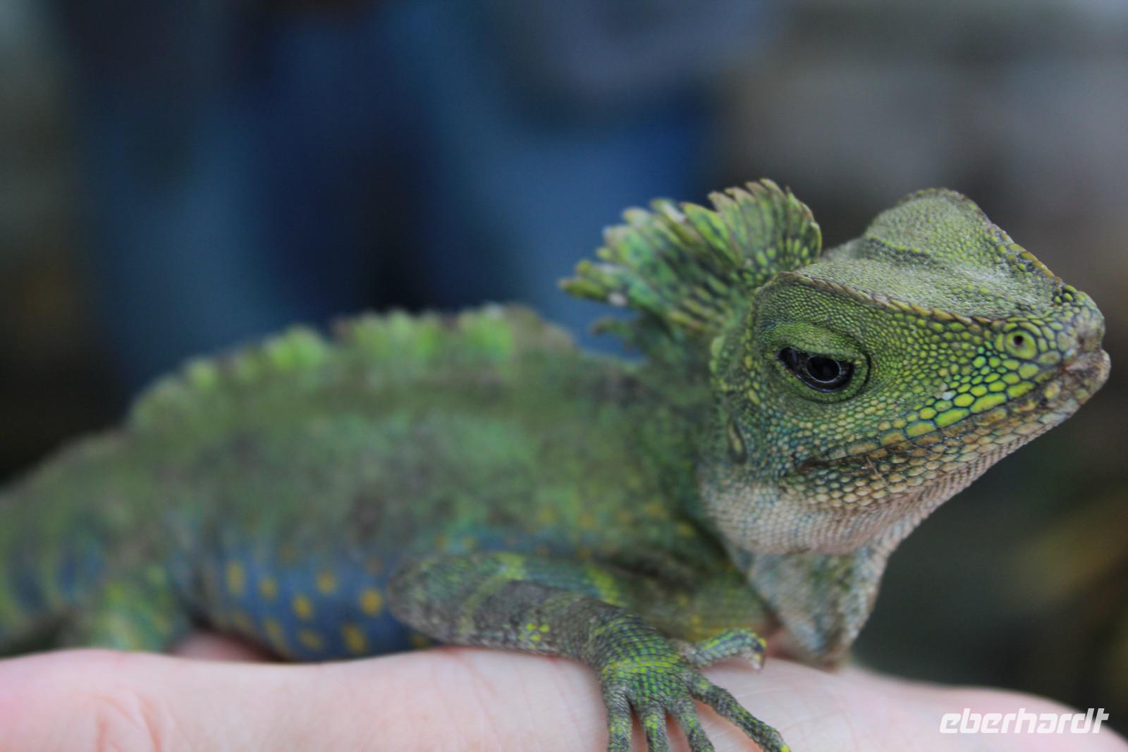 Besuch im Schmetterlings- & Insektengarten
