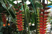 Krebs-Klauen-Pflanze